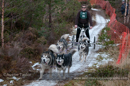 Racing Team in the Siberian Husky Club of GB Arden Grange Aviemore Sled Dog Rally 2012.