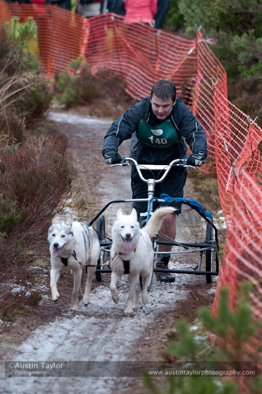Racing Team in the Siberian Husky Club of GB Arden Grange Aviemore Sled Dog Rally 2012.