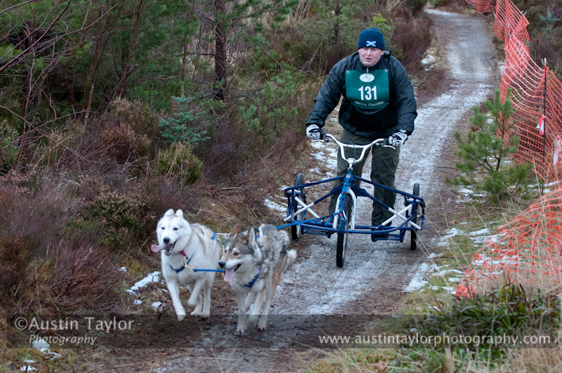 Racing Team in the Siberian Husky Club of GB Arden Grange Aviemore Sled Dog Rally 2012.