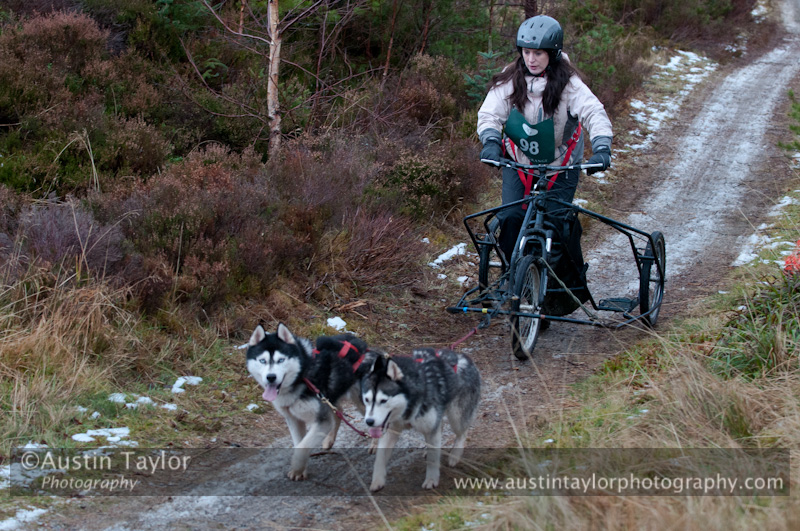 Racing Team in the Siberian Husky Club of GB Arden Grange Aviemore Sled Dog Rally 2012.