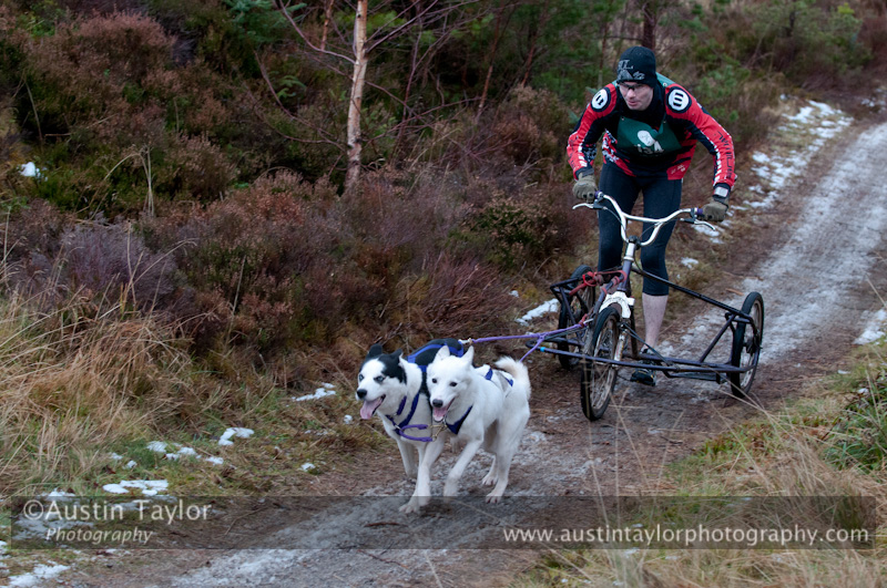 Racing Team in the Siberian Husky Club of GB Arden Grange Aviemore Sled Dog Rally 2012.