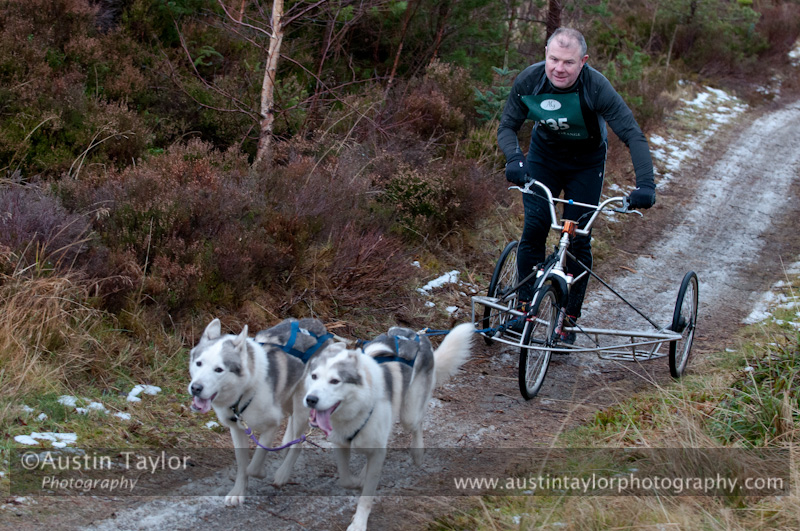Racing Team in the Siberian Husky Club of GB Arden Grange Aviemore Sled Dog Rally 2012.