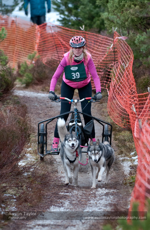 Racing Team in the Siberian Husky Club of GB Arden Grange Aviemore Sled Dog Rally 2012.