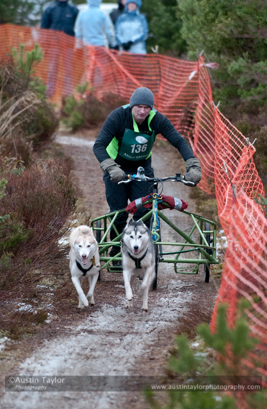 Racing Team in the Siberian Husky Club of GB Arden Grange Aviemore Sled Dog Rally 2012.