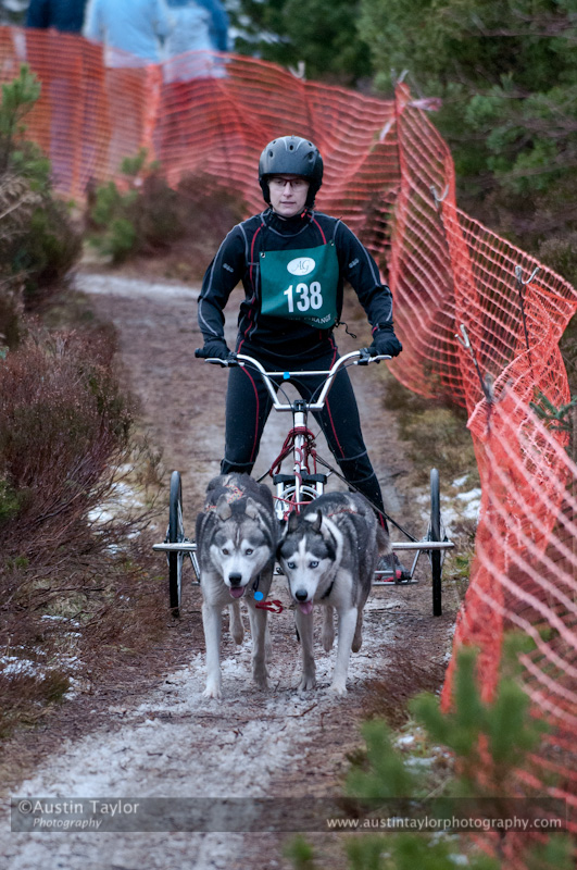 Racing Team in the Siberian Husky Club of GB Arden Grange Aviemore Sled Dog Rally 2012.