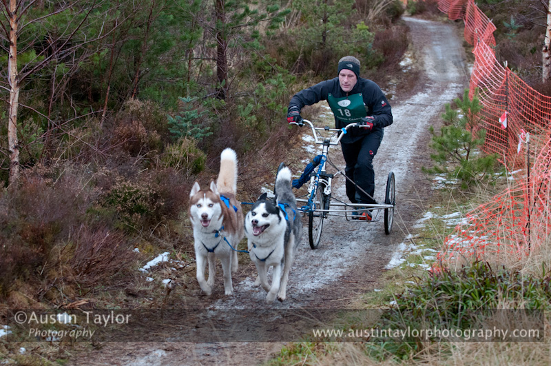 Racing Team in the Siberian Husky Club of GB Arden Grange Aviemore Sled Dog Rally 2012.