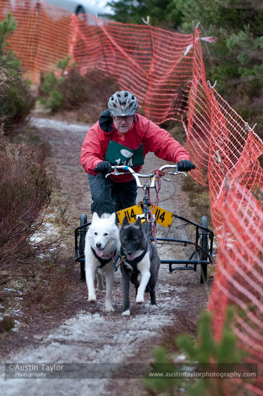Racing Team in the Siberian Husky Club of GB Arden Grange Aviemore Sled Dog Rally 2012.
