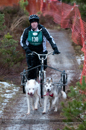Racing Team in the Siberian Husky Club of GB Arden Grange Aviemore Sled Dog Rally 2012.