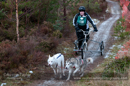 Racing Team in the Siberian Husky Club of GB Arden Grange Aviemore Sled Dog Rally 2012.
