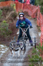Racing Team in the Siberian Husky Club of GB Arden Grange Aviemore Sled Dog Rally 2012.