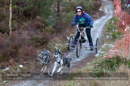 Racing Team in the Siberian Husky Club of GB Arden Grange Aviemore Sled Dog Rally 2012.