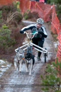 Racing Team in the Siberian Husky Club of GB Arden Grange Aviemore Sled Dog Rally 2012.