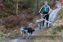 Racing Team in the Siberian Husky Club of GB Arden Grange Aviemore Sled Dog Rally 2012.
