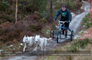Racing Team in the Siberian Husky Club of GB Arden Grange Aviemore Sled Dog Rally 2012.