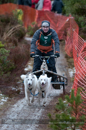 Racing Team in the Siberian Husky Club of GB Arden Grange Aviemore Sled Dog Rally 2012.