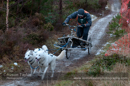 Racing Team in the Siberian Husky Club of GB Arden Grange Aviemore Sled Dog Rally 2012.
