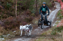 Racing Team in the Siberian Husky Club of GB Arden Grange Aviemore Sled Dog Rally 2012.