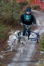 Racing Team in the Siberian Husky Club of GB Arden Grange Aviemore Sled Dog Rally 2012.