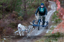 Racing Team in the Siberian Husky Club of GB Arden Grange Aviemore Sled Dog Rally 2012.