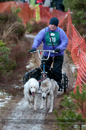 Racing Team in the Siberian Husky Club of GB Arden Grange Aviemore Sled Dog Rally 2012.