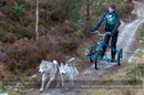 Racing Team in the Siberian Husky Club of GB Arden Grange Aviemore Sled Dog Rally 2012.