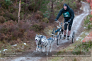 Racing Team in the Siberian Husky Club of GB Arden Grange Aviemore Sled Dog Rally 2012.