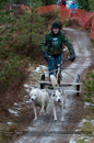 Racing Team in the Siberian Husky Club of GB Arden Grange Aviemore Sled Dog Rally 2012.