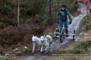 Racing Team in the Siberian Husky Club of GB Arden Grange Aviemore Sled Dog Rally 2012.