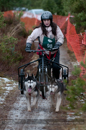 Racing Team in the Siberian Husky Club of GB Arden Grange Aviemore Sled Dog Rally 2012.