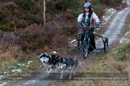 Racing Team in the Siberian Husky Club of GB Arden Grange Aviemore Sled Dog Rally 2012.