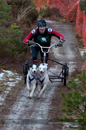 Racing Team in the Siberian Husky Club of GB Arden Grange Aviemore Sled Dog Rally 2012.