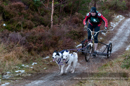 Racing Team in the Siberian Husky Club of GB Arden Grange Aviemore Sled Dog Rally 2012.