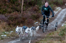 Racing Team in the Siberian Husky Club of GB Arden Grange Aviemore Sled Dog Rally 2012.