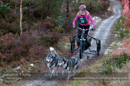 Racing Team in the Siberian Husky Club of GB Arden Grange Aviemore Sled Dog Rally 2012.
