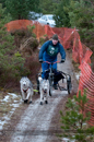 Racing Team in the Siberian Husky Club of GB Arden Grange Aviemore Sled Dog Rally 2012.