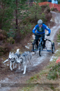 Racing Team in the Siberian Husky Club of GB Arden Grange Aviemore Sled Dog Rally 2012.