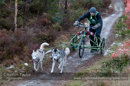 Racing Team in the Siberian Husky Club of GB Arden Grange Aviemore Sled Dog Rally 2012.