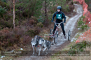 Racing Team in the Siberian Husky Club of GB Arden Grange Aviemore Sled Dog Rally 2012.
