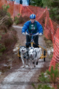 Racing Team in the Siberian Husky Club of GB Arden Grange Aviemore Sled Dog Rally 2012.