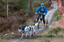 Racing Team in the Siberian Husky Club of GB Arden Grange Aviemore Sled Dog Rally 2012.
