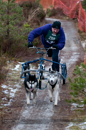 Racing Team in the Siberian Husky Club of GB Arden Grange Aviemore Sled Dog Rally 2012.