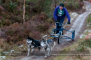 Racing Team in the Siberian Husky Club of GB Arden Grange Aviemore Sled Dog Rally 2012.