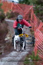 Racing Team in the Siberian Husky Club of GB Arden Grange Aviemore Sled Dog Rally 2012.