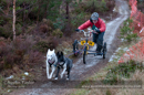 Racing Team in the Siberian Husky Club of GB Arden Grange Aviemore Sled Dog Rally 2012.