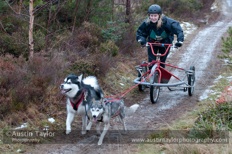 Racing Team in the Siberian Husky Club of GB Arden Grange Aviemore Sled Dog Rally 2012.