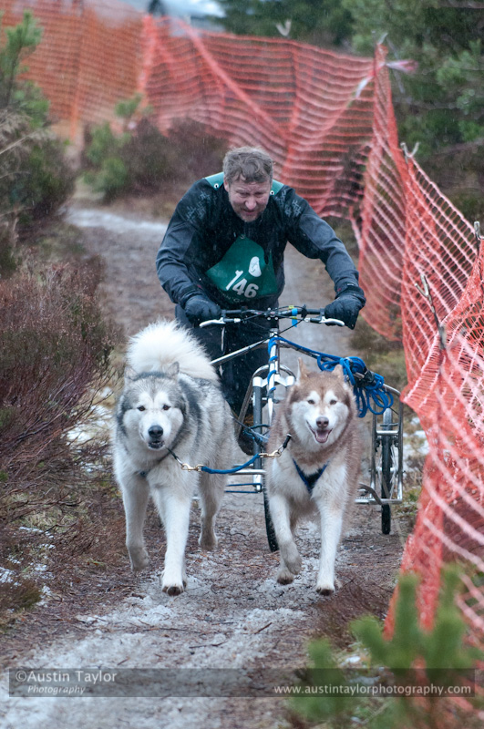 Racing Team in the Siberian Husky Club of GB Arden Grange Aviemore Sled Dog Rally 2012.