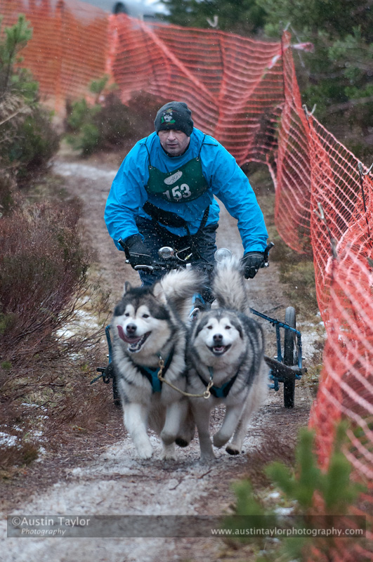 Racing Team in the Siberian Husky Club of GB Arden Grange Aviemore Sled Dog Rally 2012.
