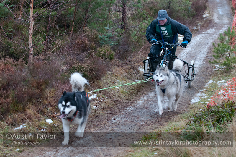 Racing Team in the Siberian Husky Club of GB Arden Grange Aviemore Sled Dog Rally 2012.