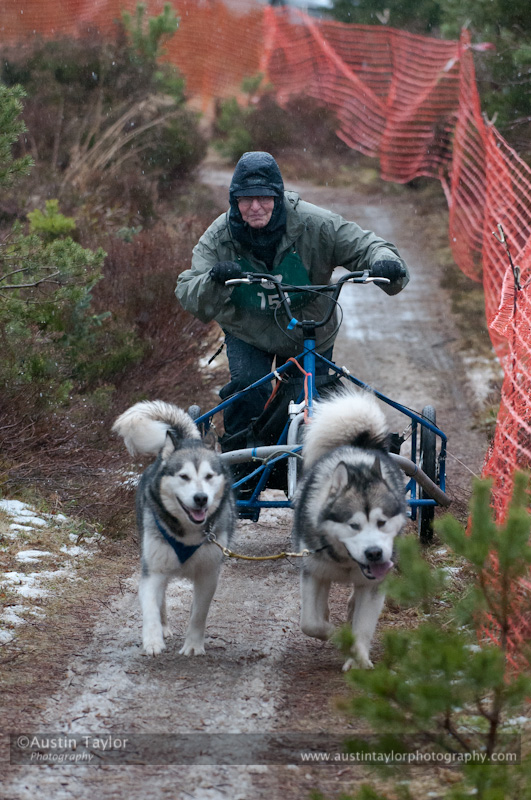 Racing Team in the Siberian Husky Club of GB Arden Grange Aviemore Sled Dog Rally 2012.