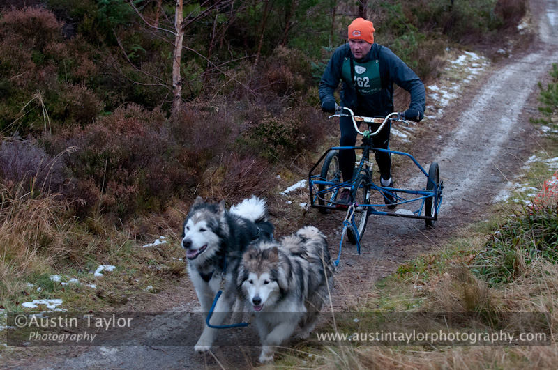 Racing Team in the Siberian Husky Club of GB Arden Grange Aviemore Sled Dog Rally 2012.